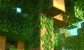 Lush Creeping Vines